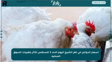 أسعار الدواجن في كفر الشيخ اليوم الأحد 3 أغسطس تتأثر بتغيرات السوق المحلية